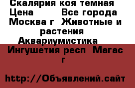 Скалярия коя темная › Цена ­ 50 - Все города, Москва г. Животные и растения » Аквариумистика   . Ингушетия респ.,Магас г.